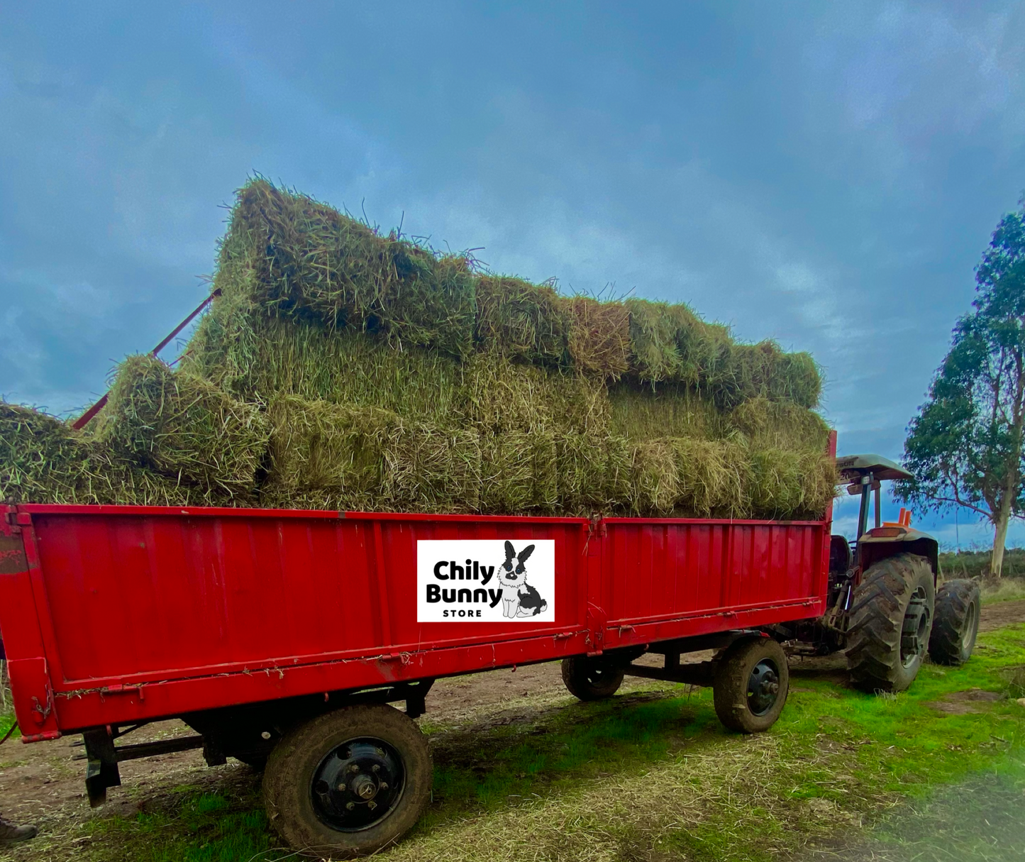 Alimento Para Conejos: Heno de Ballica y Trébol Verde